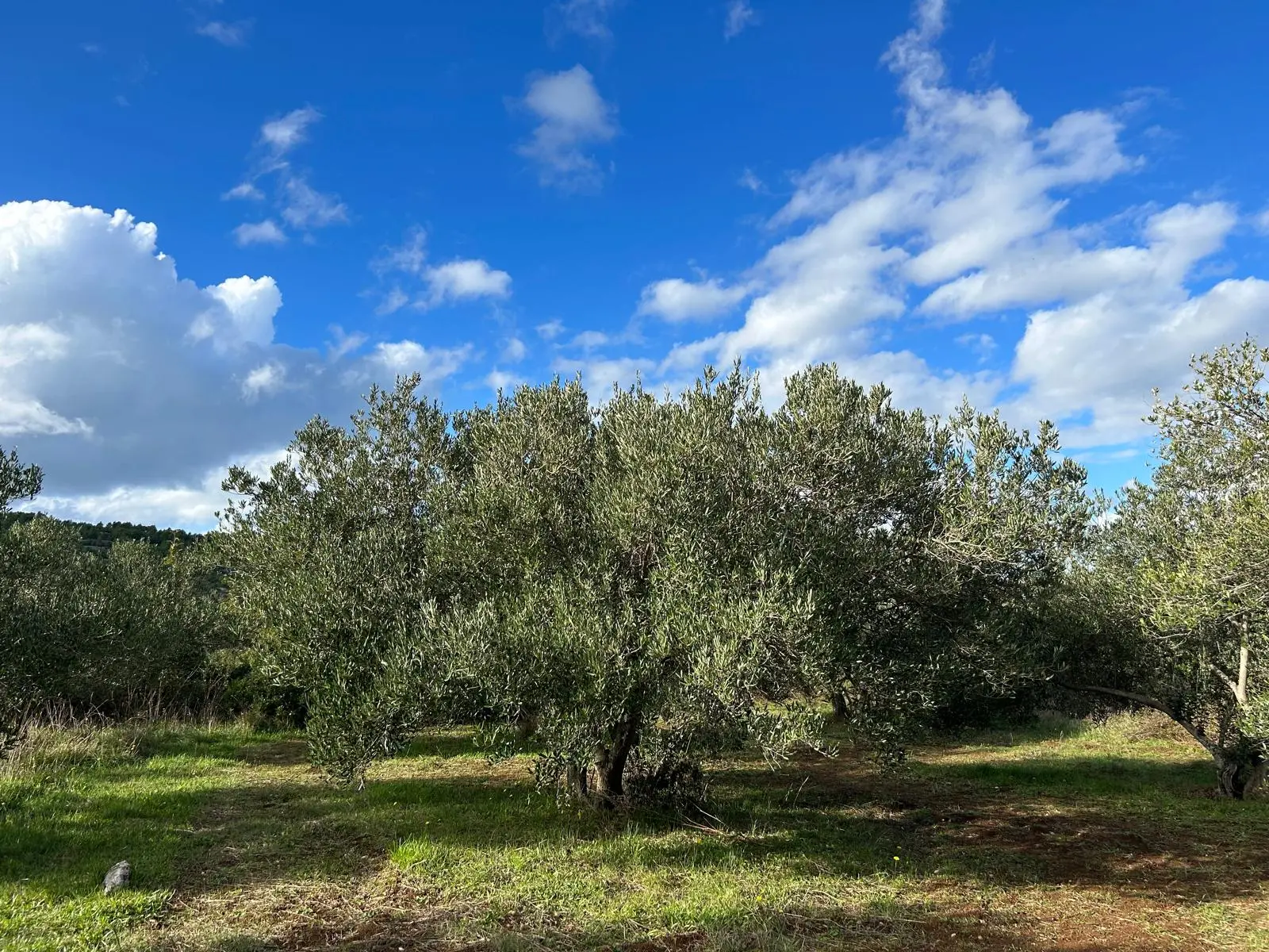 Listing Ad Image